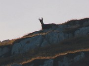 24 Dall'alto un camoscio ci osserva